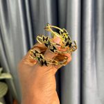 STAINLESS STEEL BANGLE STBG02