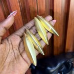 GOLD REP EARRINGS GDREP04